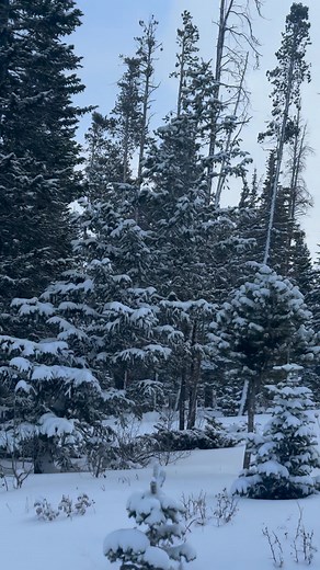 Skip the store tree — make memories instead! 🎄✨ Come snow tubing, ice skating, enjoy a delicious meal festive drinks… and take home your perfect Christmas tree! #BeaverMeadowsResortRanch #ChristmasTreeCutting #HolidayFun #TubingSeason #IceSkating #ColoradoWinter #ChooseAndCut #BeaverMeadows #HolidayMoments #WinterActivities #VisitColorado #RedFeatherLakes To reserve: https://fareharbor.com/embeds/book/beavermeadows/items/344263/?full-items=yes&flow=655806 | Beaver Meadows Resort Ranch