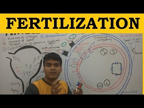 Fertilization in Hindi | Fertilization Process | Human Fertilization | Fertilization of egg & sperm