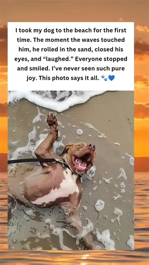 His First Beach Day — Pure Joy in One Picture 🐾💙🌊 | In Balance