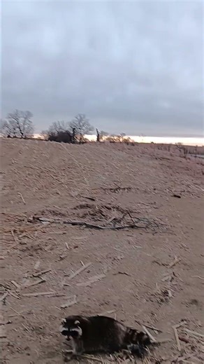 Raccoon in a compass set on field edge.