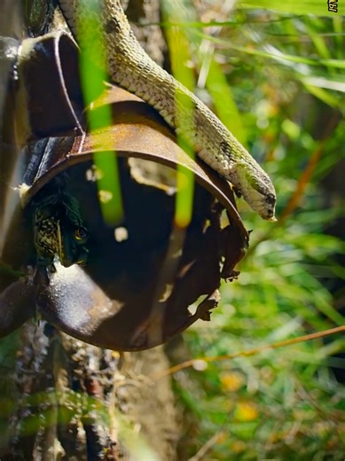 frog vs. snake