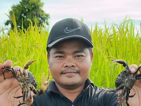 How to Catch Crabs So eazy #insects #crabs #wildlife