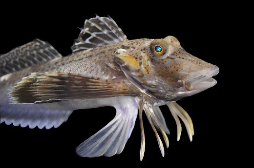 These Fish Have Legs—and They Can Use Them to Taste Prey