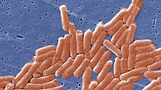 Salmonella 101: What you need to know