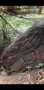 Giant Scale Snake | Story of Cursed snake 2020 Thailand Naka Cave Hindi | Mr biplav