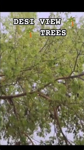 DESI VIEW TREE IN THE 🌴🌴🌴🌴