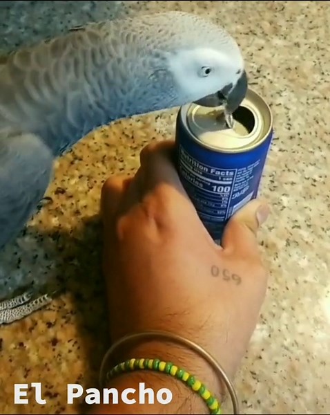 Rosey Bourke Parakeets for Sale: Adopting Your New Friend