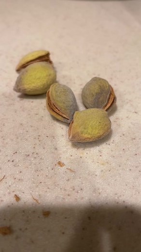 Almond Harvesting: From Tree to Table