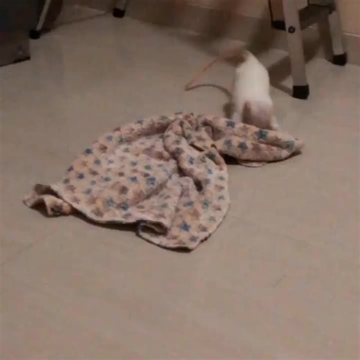 Adopt Your Baby Capuchin Monkey Today