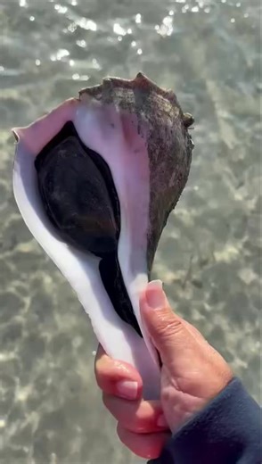 Beautiful alive Whelk! 💜 That purple is SHELLmazing. No worries it was gently placed back in the water by Shell Guide Amanda B.🐚 🐚 Only Collect Empty Shells 🐚 239-571-2331 www.treasureseekersshelltours.com 🐚 #shells #tours #fun #shellers #shellhard #ocean #goodtimeswithgoodfriends #bestvacati̇ons #florida #shoregoodsmarcoisland #treasureseekersshelltours #purple #gulfcoasttoursllc | Treasure Seekers Shell Tours