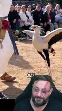 Secretary bird: snake predator #biologohenrique #animals #smartanimal #biologist