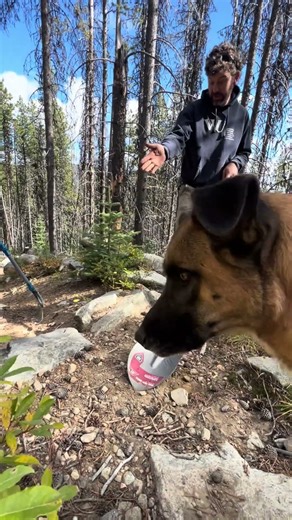 A new favorite fall tradition of backcountry trail maintenance in the Colville 🌲 Larch Fest 2025