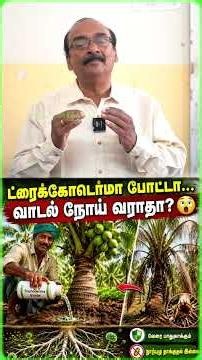 🌴 தென்னை வாடல் நோய் வராமல் தடுக்க மாதம் 1 முறை இதை செய்யுங்கள் | Trichoderma Viride for Coconut