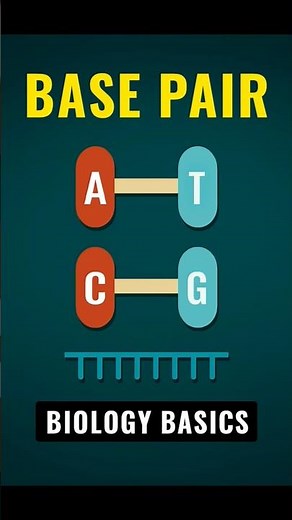 Base Pair Basics 🧬 | DNA’s Language of Life #DNABasics #GeneticCode #BiologyBasics #NEETBiology