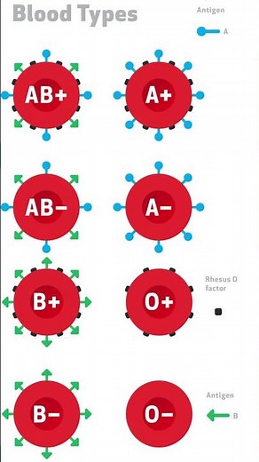 How Do Blood Types Work?