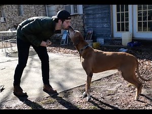 RHODESIAN RIDGEBACK - Why They Are The Best