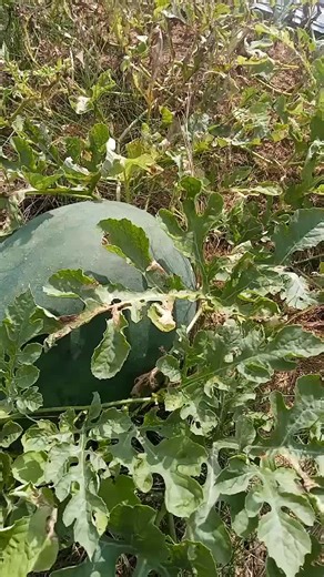 cantik 30062 on TikTok