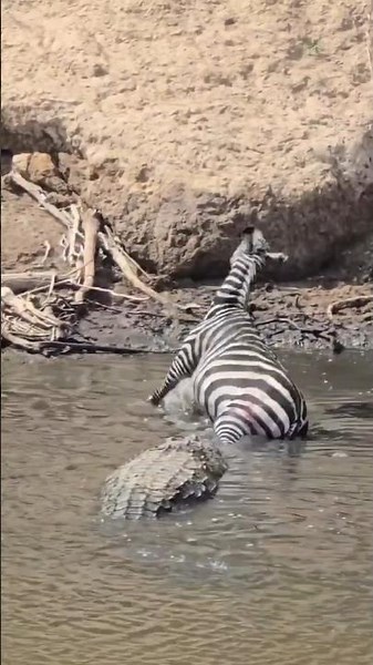 Giant Crocodile Ambushes Zebra! 🐊🦓 #wildlifeentertainment #wildlife #wildlifeentertainment #wildlife