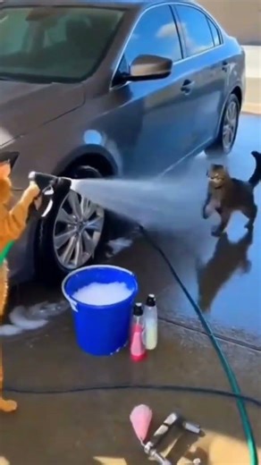 funny video ! cat playing with car wash hose !
