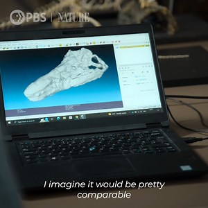 43K views · 155 reactions | Who would win in a fight: a Tyrannosaurus Rex or the Pliosaur? Stream Nature | PBS' "Attenborough and the Jurassic Sea Monster" now on the PBS App! | PBS | Facebook