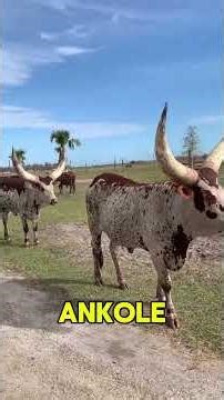 7 Rarest Cows on Earth 🤯🐄 #RareBreeds #CowFacts #AnimalWonders