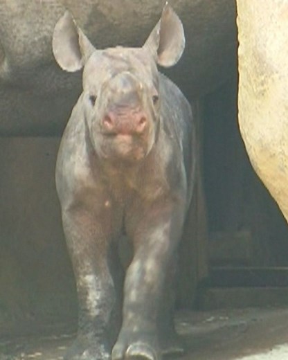 Cincinnati Zoo sets up 'dating site' for animal breeding