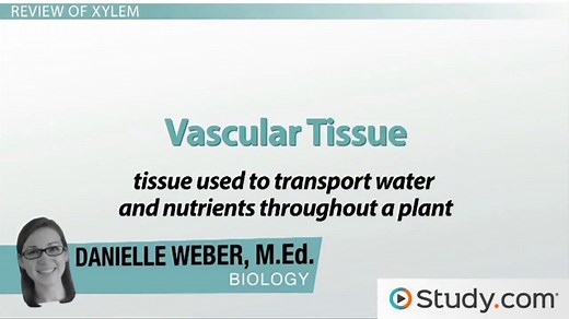 Xylem | Definition & Function