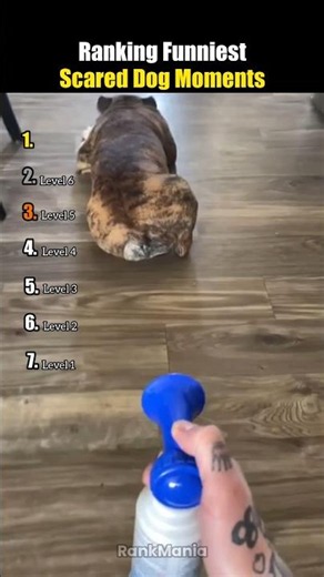 Ranking Funniest Scared Dog Moments 😂