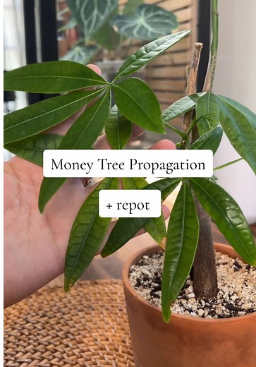 Propagating a Money Tree: Techniques and Tips