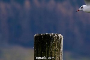 omegle%2Bboob%2Bflash%2Bvideo