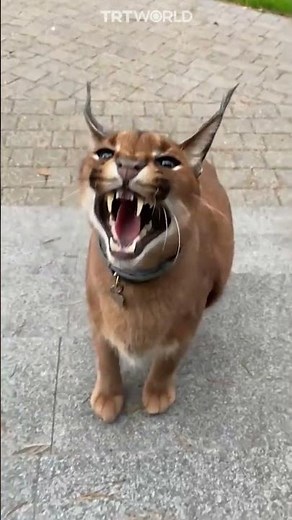 Caracal lives his best life as house cat in Latvia