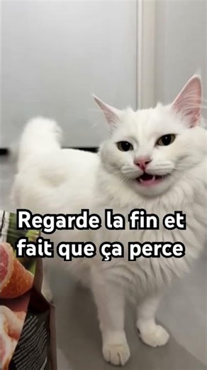 Chat#ia#drol#