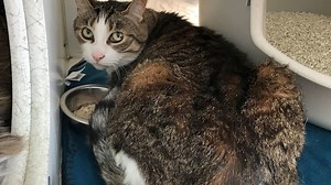 Cockatiels, cats up for adoption as Humane CNY volunteer loses cancer battle