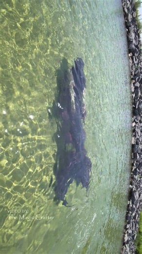 A dark mermaid in sunny water 🖤 Here's a video of Mermaid Shadow for your Saturday! This video was filmed in Lake Michigan, since I am a Michigan based mermaid performer. 😉🖤 Happy weekend, everyone! #themagiccrafter #professionalmermaid #mermaid #mermaidshadow #mermaidtail | The Magic Crafter