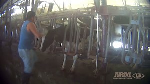 Animal Cruelty Dairy Farm