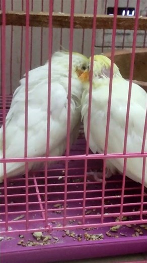 Cockatiel birbs 💝#birds #animal #babybird #cute #lovesign #pets #youtubeshorts# shorts #conky