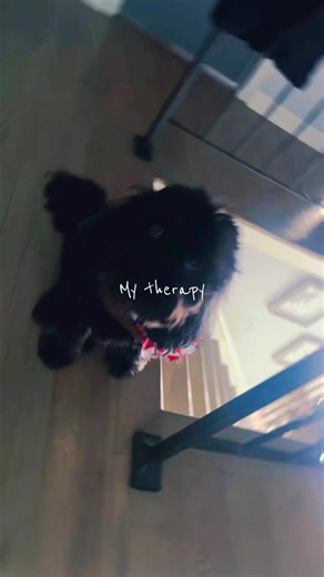 #dogsoftiktok #fyp #snowday a backyard adventure in the snow with my very own #backyardigan