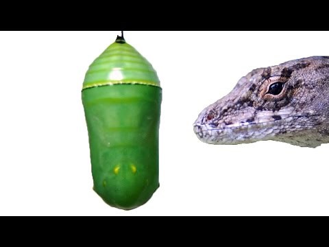 Lizard Bites Monarch Pupa FYV
