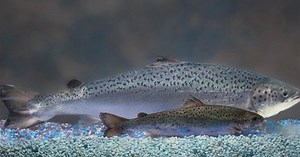 Genetically Modified Salmon Is Safe to Eat and Can Be Sold In U.S., FDA Says