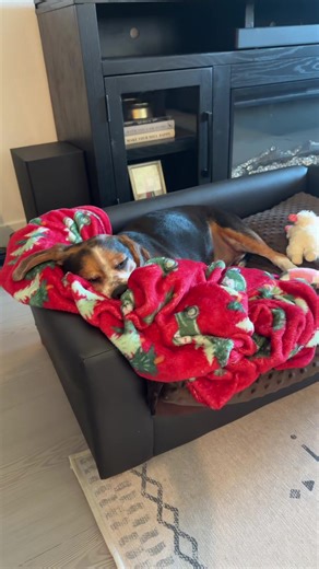 Cozy 😴🥰 #dogsoftiktok #sleep #milo #beagle | dog