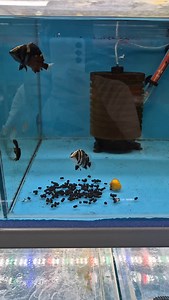 Datnoid Sumatra Tiger Fish (Datnioides) | Hobihanem