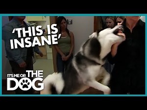 Dangerous Husky with No Bite Inhibition | It's Me or the Dog