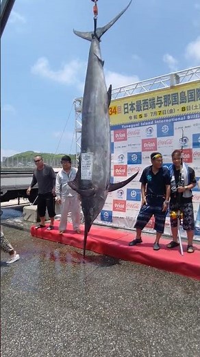 326kg カジキ釣り大会
