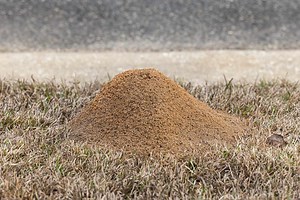 What Happens When a Man Pokes a Massive Fire Ant Hill?