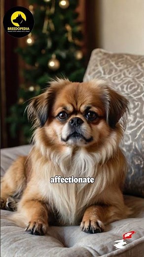 Tibetan Spaniel The Small, Mighty Companion with a Big Heart