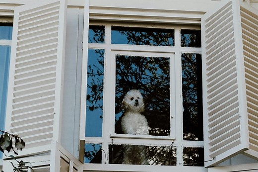 How long can you leave your dog home alone? The exact amount of time you can leave pets according to experts