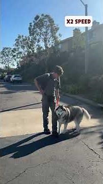 Why Dogs Pull on Leash (and How to Fix It)