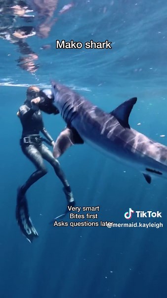 I love getting to know the difference in behavior & demeanor of various shark species & even the differences between individuals of the same species! You’d be surprised that mako sharks can actually be quite shy & I’ll have a video coming on this later. For whatever reason, on that particular trip, two different mako sharks used my camera as their own personal chew toy causing some damage to the dome. 🥴 What species would you have put in these categories?! Video featuring clips by @andriana_mar