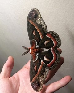 Tomorrow marks the first day of #nationalmothweek! National Moth Week celebrates the beauty, life cycles, and habitats of moths - it’s a citizen science effort to encouraged people to learn about, observe, and document moths in their backyards, parks, and neighborhoods. In my hand is Hyalophora cecropia that I raised, the largest native moth in North America. Such a beautiful pattern and wing span! Remarkably these big moths have no functional mouth parts, they simply live for one week in which 