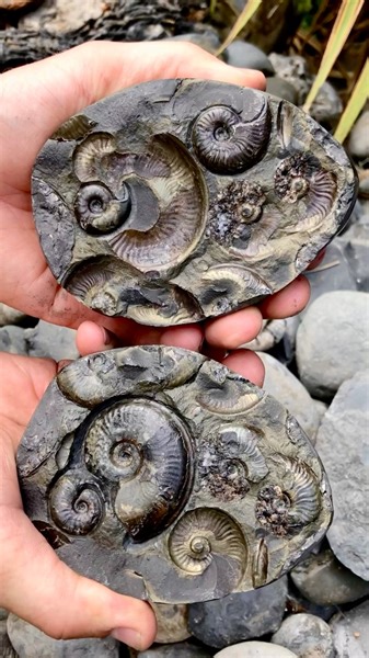 194K views · 3.1K reactions | Here’s one of our Golden Nodules 勞 The...